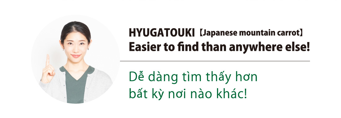 HYUGATOUKI【Japanese mountain carrot】