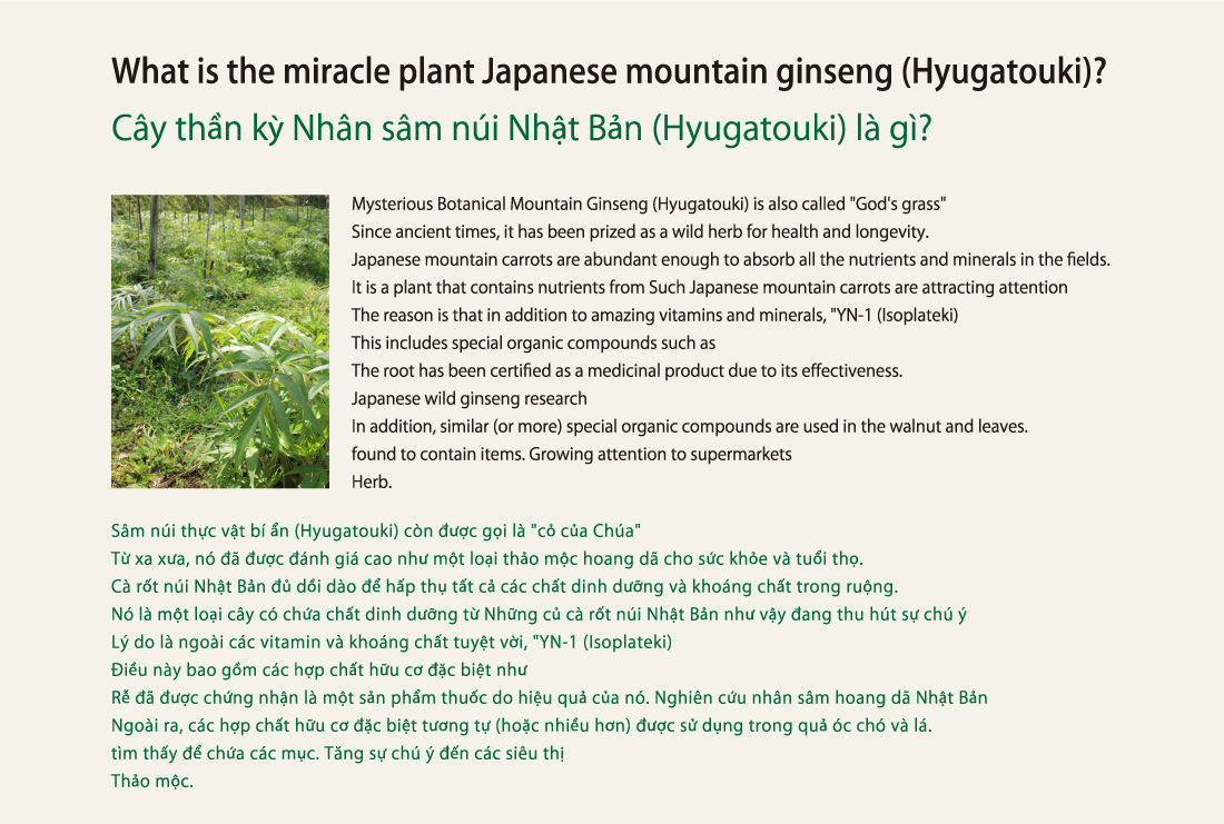 What is the miracle plant Japanese mountain ginseng (Hyugatouki)?