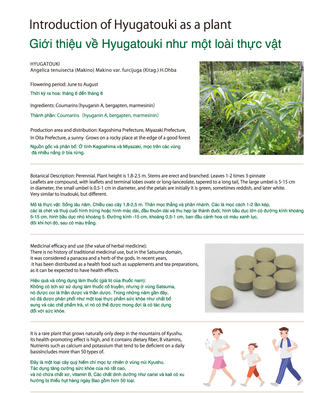 Introduction of Hyugatouki as a plant