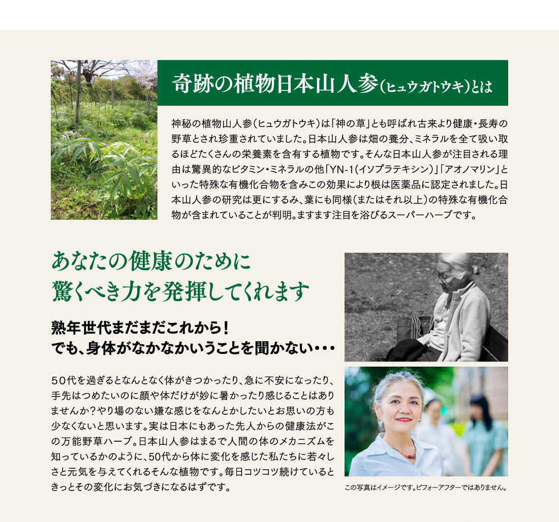 奇跡の植物日本山人参（ヒュウガトウキ）とは
