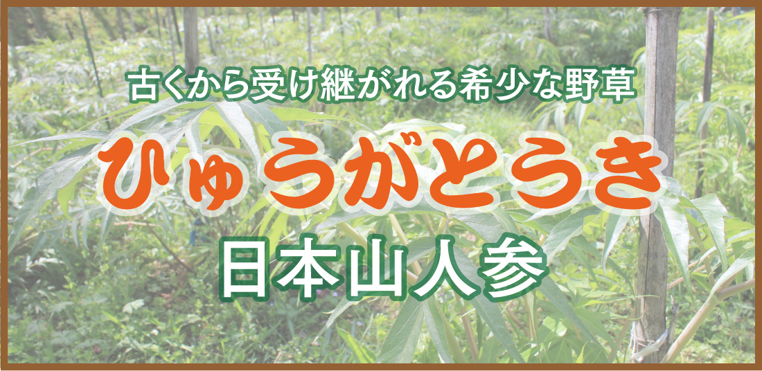 古くから受け継がれる希少な野草ひゅうがとうき日本山人参