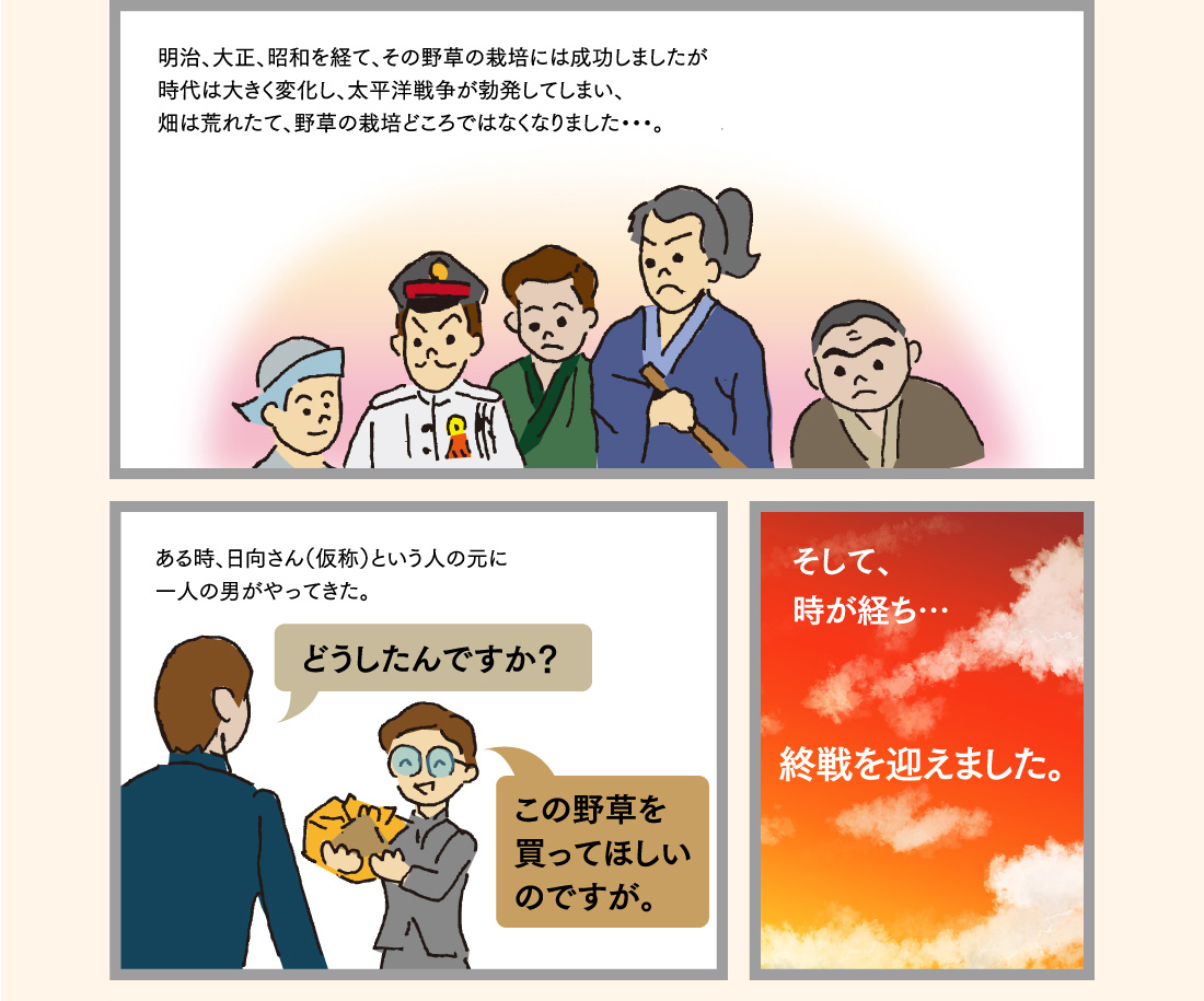 明治、大正、昭和を経て、その野草の栽培には成功しましたが時代は大きく変化し、太平洋戦争が勃発してしまい、畑は荒れたて、野草の栽培どころではなくなりました・・・。